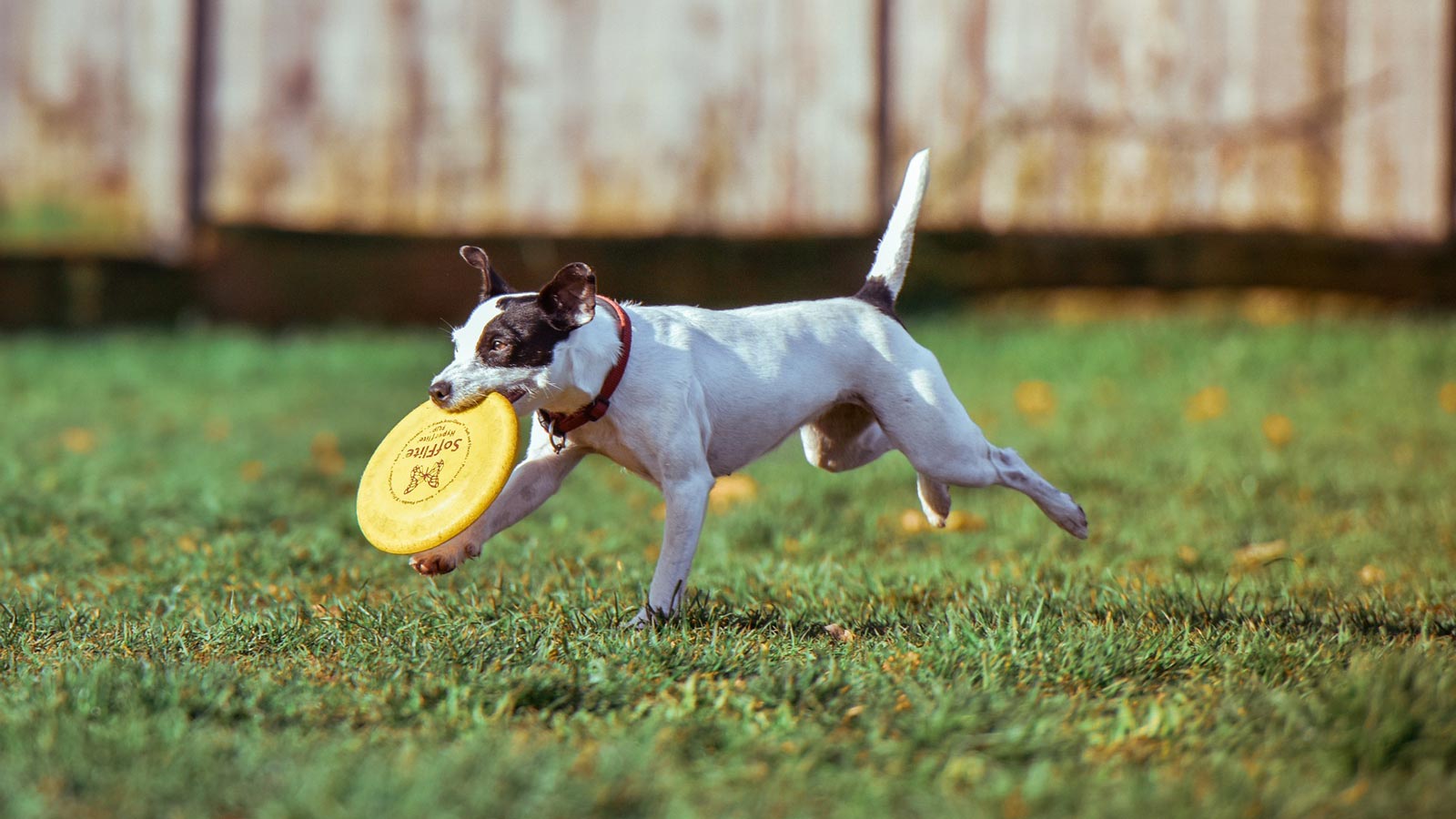 Dog park